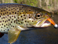 Fly-fishing for Atlantic Salmon, Sea Trout, Brown Trout, Arctic Grayling