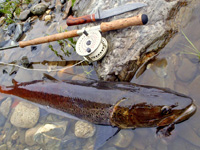 Sport fishing for HuchoTaimen, Lenok Trout and Grayling