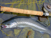 Fly fishing for Atlantic Salmon and Sea Trout