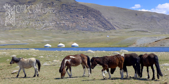 Mongolian Grayling, Spring Season 2014