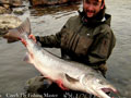 Fresh Atlantic Salmon Run